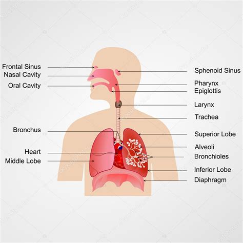 Real Human Respiratory System