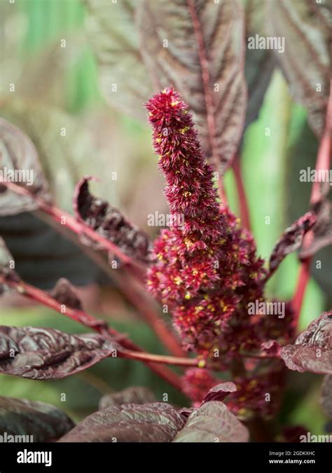 Bunch Of Crimson Amaranth Flowers Close Up Amaranth Inflorescence