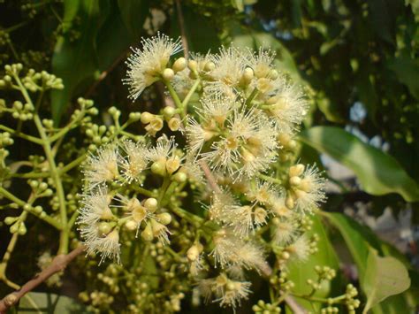 jambolan syzygium cumini  seeds onszaden
