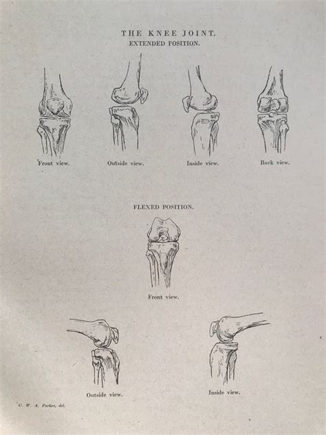 Knee Joint Drawing Ubicaciondepersonas Cdmx Gob Mx