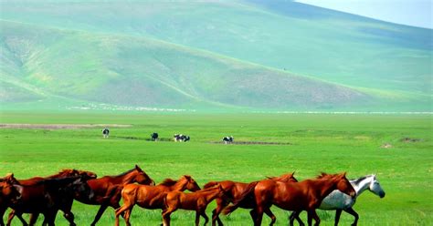 redventurous: Inner Mongolian grasslands