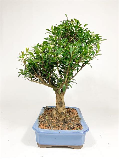 Bonsai Cereja An Anos Dl Flores