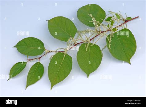 Japanese Knotweed Reynoutria Japonica Fallopia Japonica Twigs With