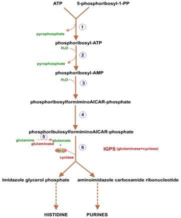 A Schematic Representation Of Histidine Biosynthetic Pathway Is Given