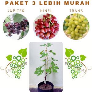 Jual Paket Bibit Anggur Jupiter Ninel Transfiguration Import Grafting