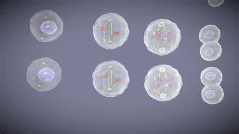 Meiosis 3d Animation - 3D model by Naveen Manja (@naveen) [1772cb6 ...