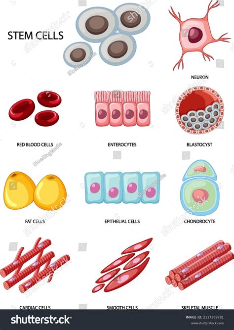 Types Stem Cells On White Background Stock Vector (Royalty Free ...