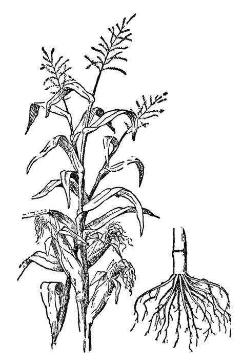 Corn Plant Drawing at GetDrawings | Free download