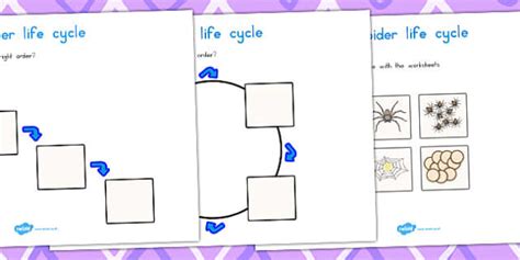 Spider Life Cycle Worksheets Professor Feito Twinkl