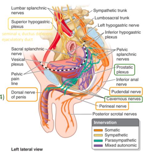 Repro Histo Exam 1 Flashcards Quizlet