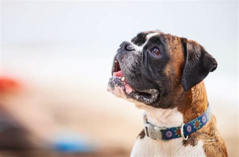 5 Types of Skin Cancer in Dogs | PetMD