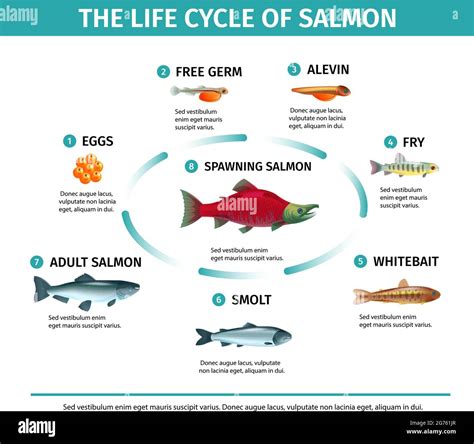 Infografiche Del Salmone Del Ciclo Di Vita Con Immagini Isolate Di