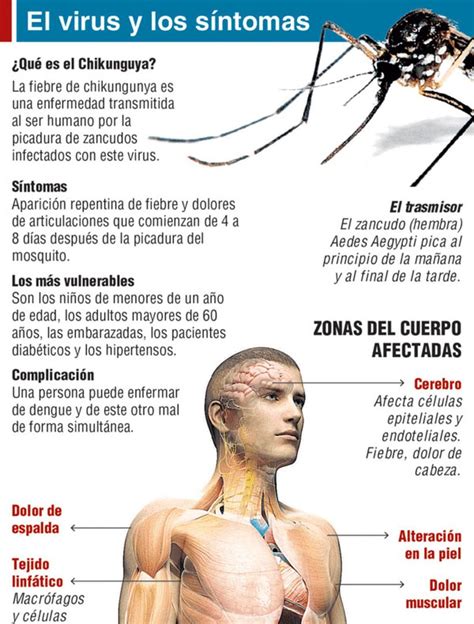 Detectaron Un Caso De Fiebre Chikungunya Diario Democracia