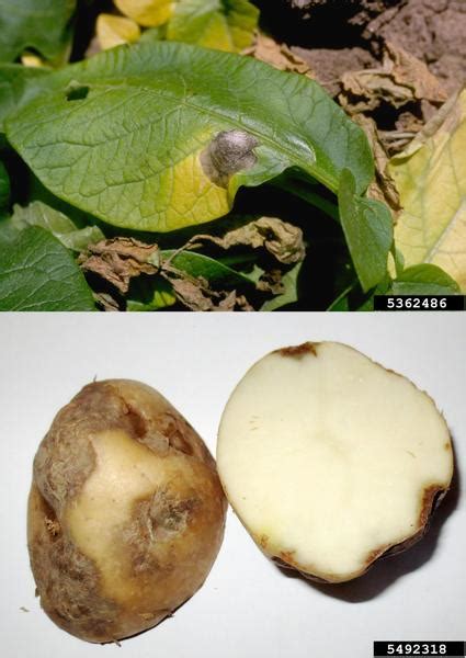 Potato Blight