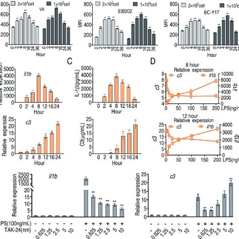 Phagocytosis Il And C In Lps Stimulated Macrophages A