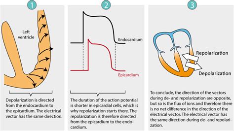 Cardiac Electrophysiology Action Potential Automaticity And Vectors