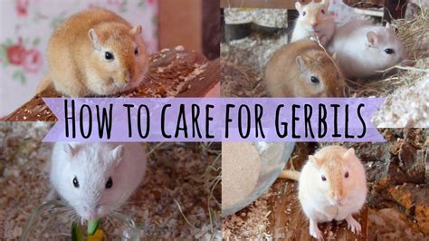 How To Care For A Pet Gerbil Youtube