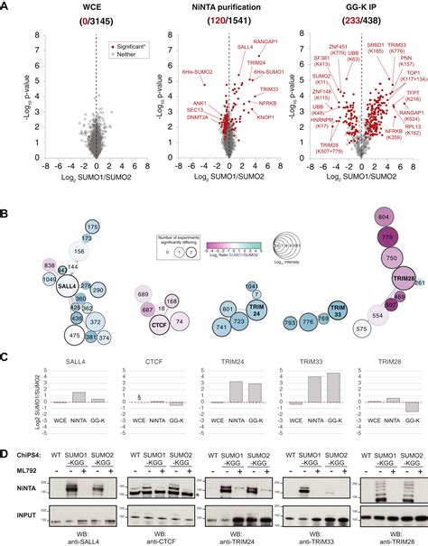 Identification Of Sumo Targets Associated With The Pluripotent State In