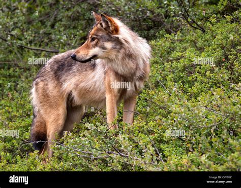 Wolf In Denali Park Alaska Stock Photo Alamy