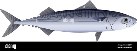 Sea Fish Mackerel Healthy Seafood Cuisine Marine Sardine Fish Cartoon