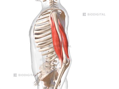 Muscles of left upper arm | BioDigital Anatomy