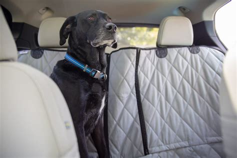 how to keep dog calm in car