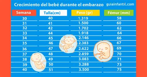 Peso Del Beb A Las Semanas De Embarazo Todo Lo Que Debes Saber