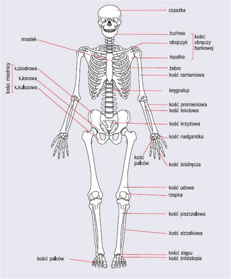 Anatomia Człowieka Schemat Po Polsku Anatomia Człowieka Sc