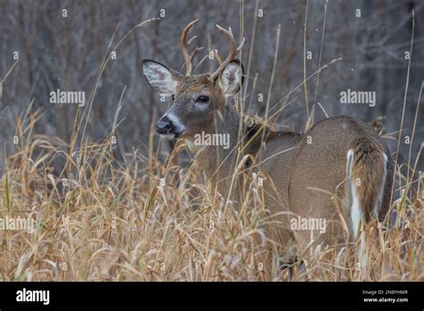 Young White Tailed Buck During The Rut In Northern Wisconsin Stock