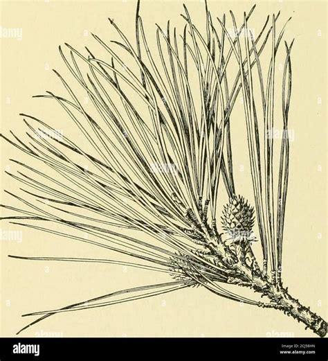 Cyclopedia Of American Horticultura Que Comprende Sugerencias Para