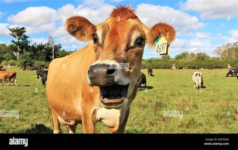 Shocked Cow