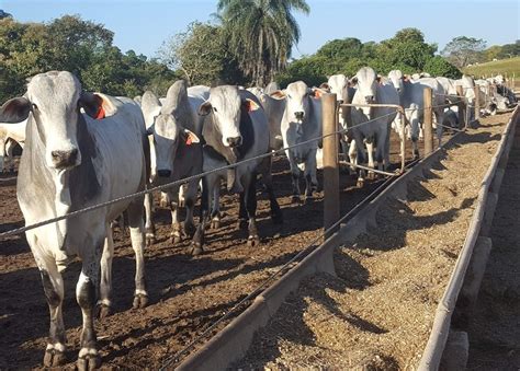 Taxa de prenhez e concepção O que é e como medir na sua propriedade