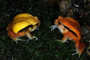 Tomato Frog (Dyscophus) (A Complete Care Guide)- SnakeTracks.com