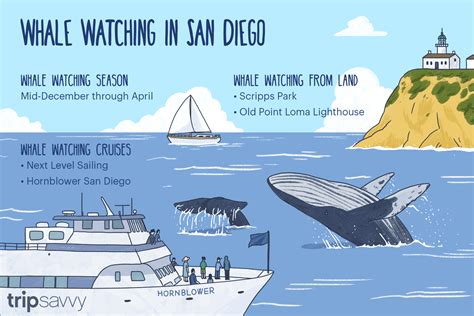 San Diego Whale Watching - How and When to See Them