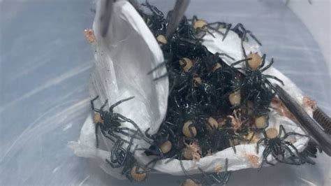 Australian Reptile Park Breaks Open Egg Sac And Finds Hundreds Of Baby