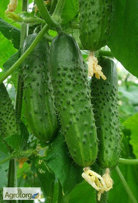 Продам Огурец Артист F1, Киев — Agrotorg.Kyiv