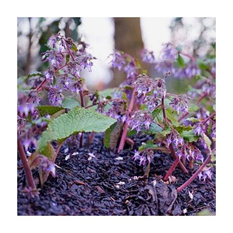 Shade ground cover flowers