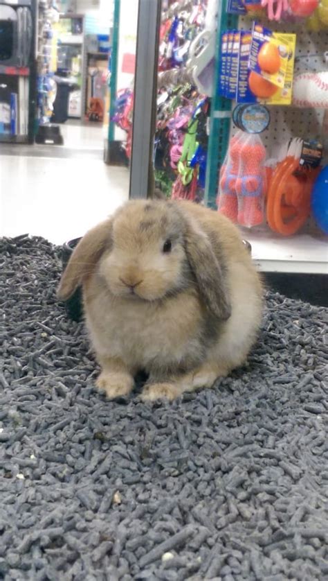 Petland - 109 Photos - Pet Stores - Honolulu, HI - Reviews - Menu - Yelp