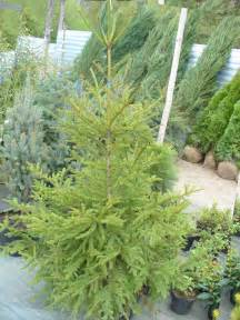 Ель восточная Ауреа (Picea orientalis Aurea),хвойные,деревья,купить ель ...