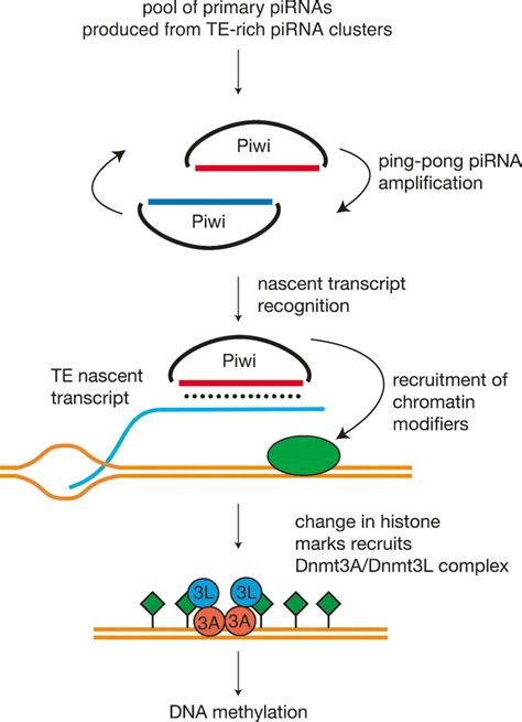 Small Rna Guides For De Novo Dna Methylation In Mammalian Germ Cells