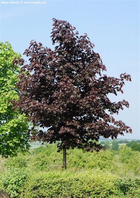 Acer Platanoides Crimson King Maple Drzewa