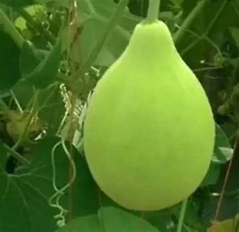 Maa Bottle Gourd Round Kaddu Lauki Seed Price In India Buy Maa Bottle Gourd Round Kaddu