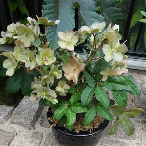 Frostkiss™ Mollys White Lenten Rose Helleborus X Hybridus Epbrd01