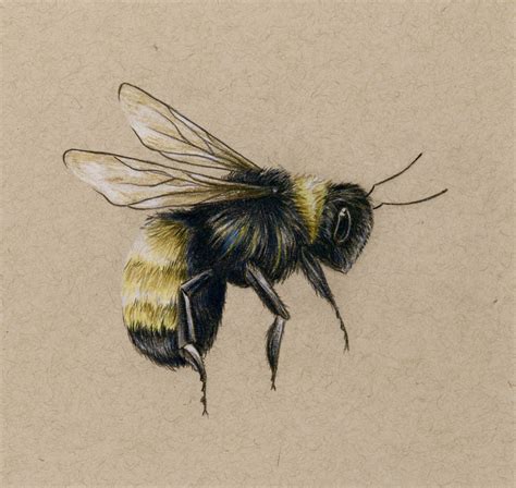 drawing a bumble bee