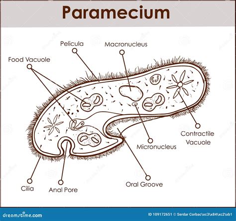 Structure Of Paramecium Caudatum With Titles Cartoon Vector ...