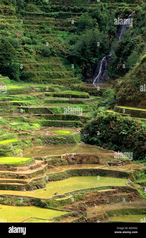 banaue rice terraces   philippines stock photo alamy