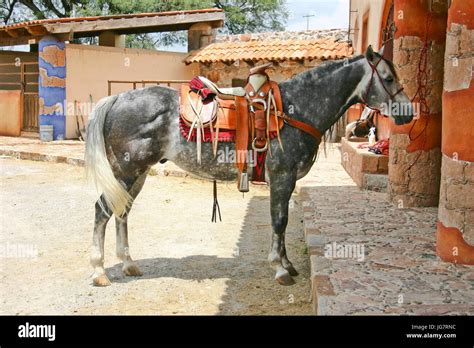 Cheval azteca Banque de photographies et dimages à haute résolution