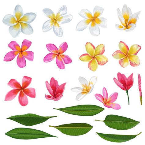 Plumeria Blumen Und Bl Tter Eingestellt Exotische Tropische