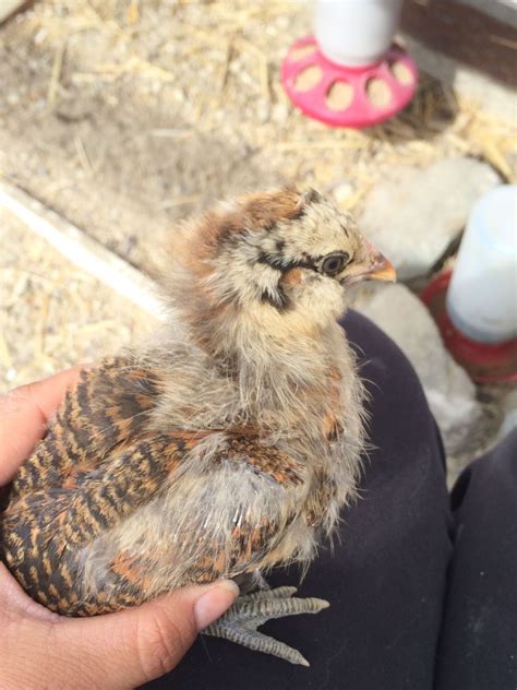 Easter Egger Pullet Or Cockerel BackYard Chickens Learn How To