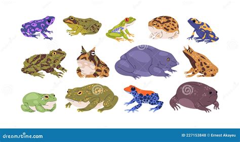 Set Of Frogs And Toads Of Different Species. Variety Of Exotic ...